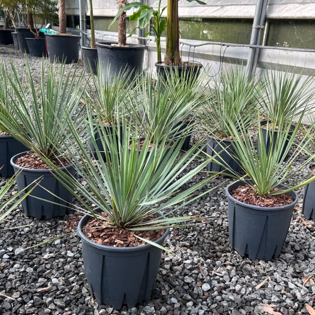 Yucca rostrata - Image 9