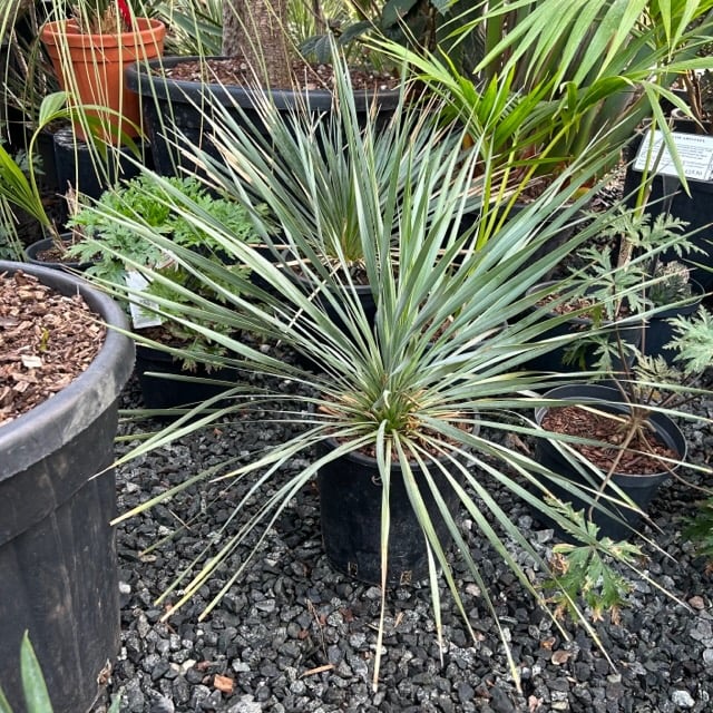 Yucca rostrata - Image 10