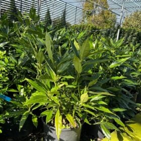 Aucuba japonica 'longifolia'