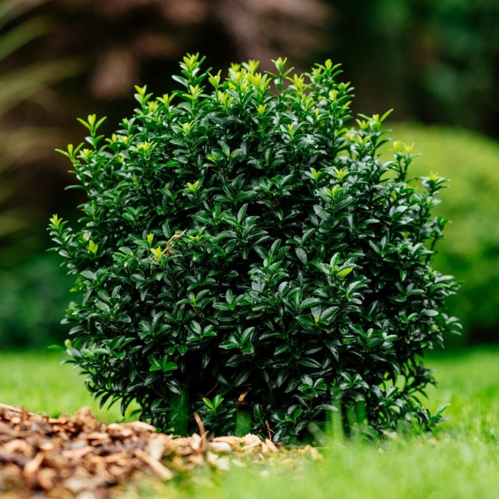 Euonymus microphyllus (Box Leafed Euonymous)