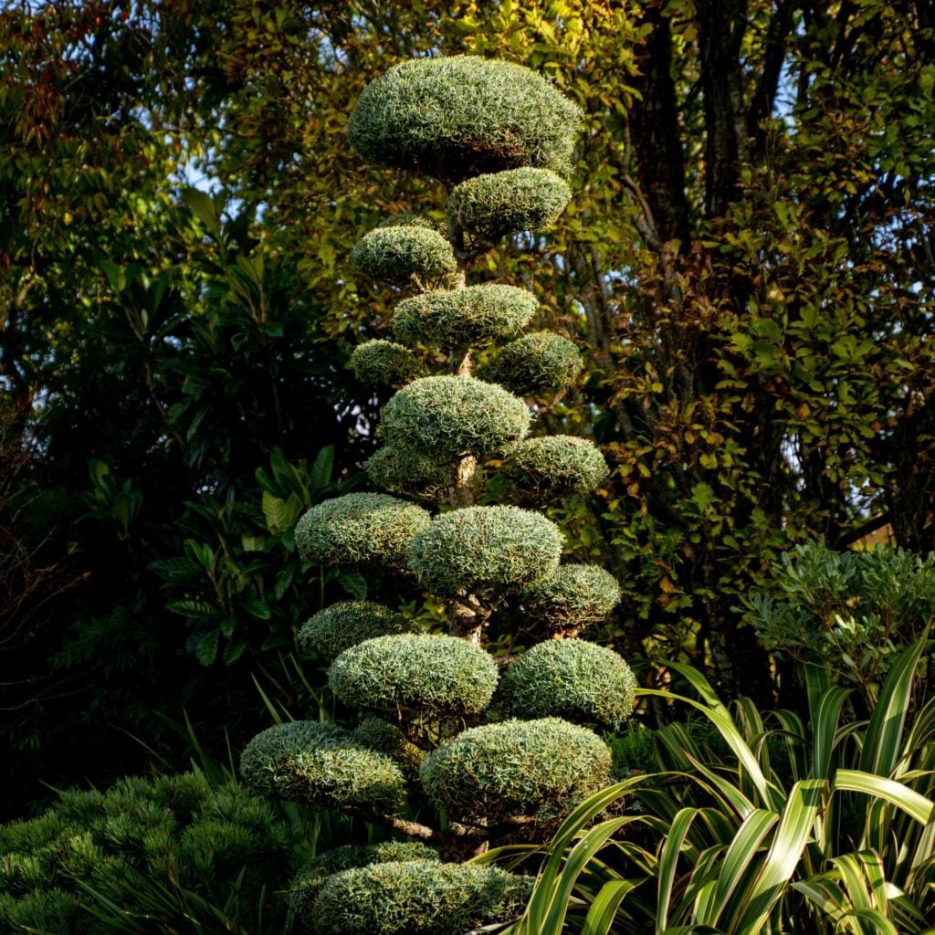 Topiary Inspiration Mood Board
