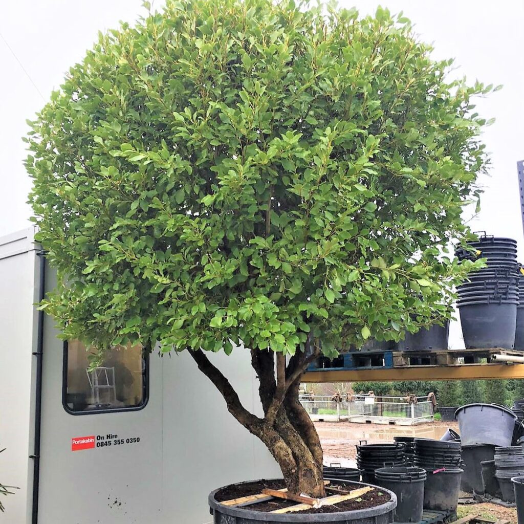 Griselinia Littoralis 'Green Jewel'