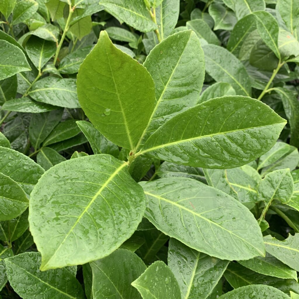 Griselinia Littoralis 'Green Jewel' - Image 2