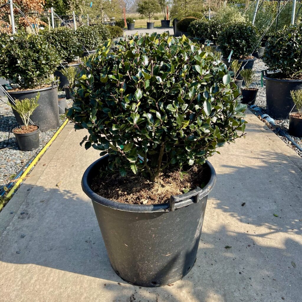 Ilex X Merserveae 'Blue Prince' - Image 2