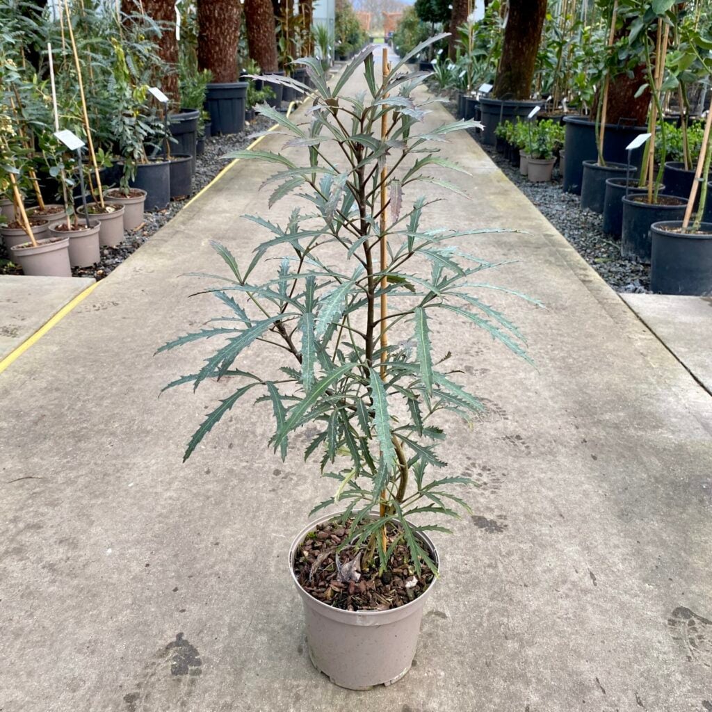 Pseudopanax lessonii 'Tuatara'
