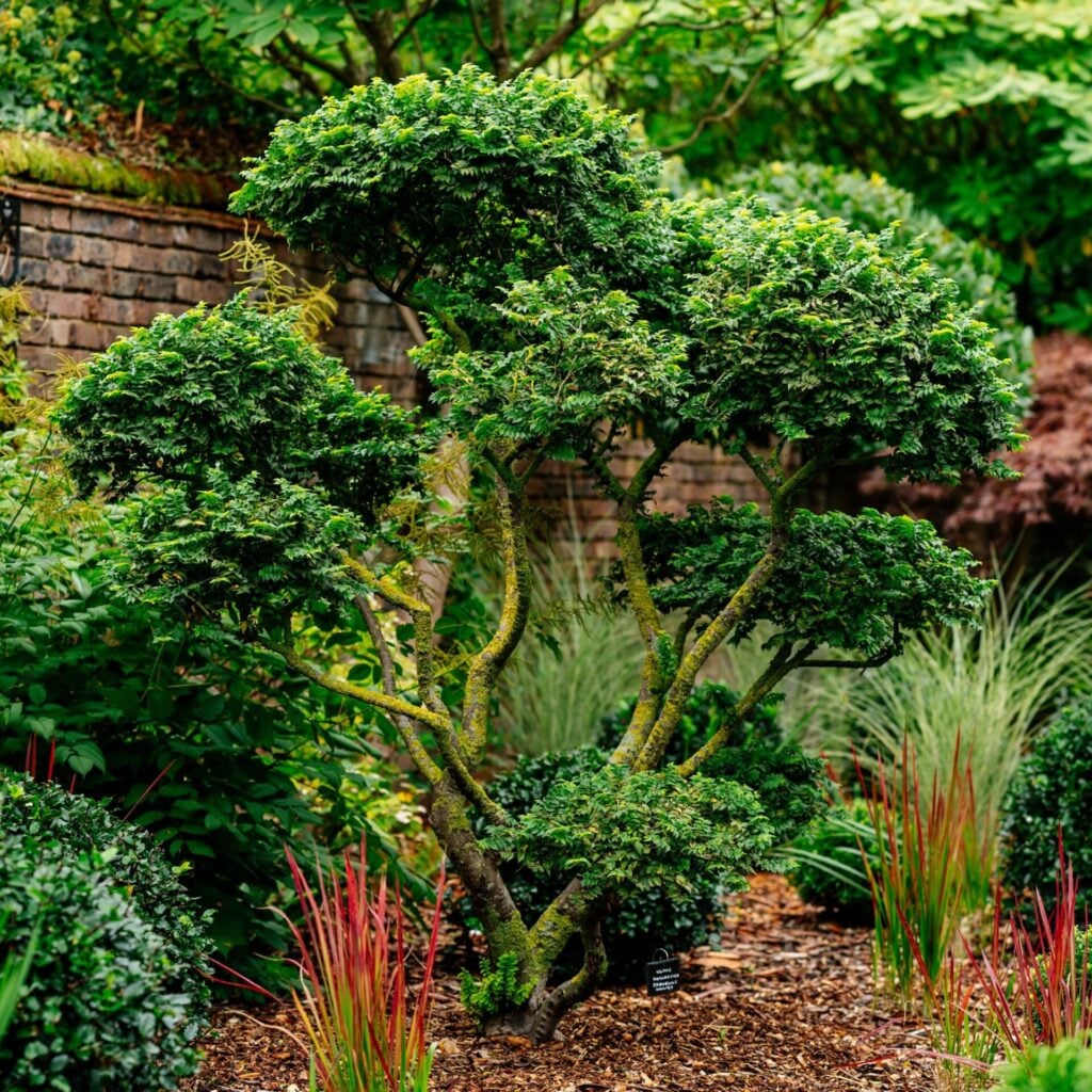 Topiary Inspiration Mood Board