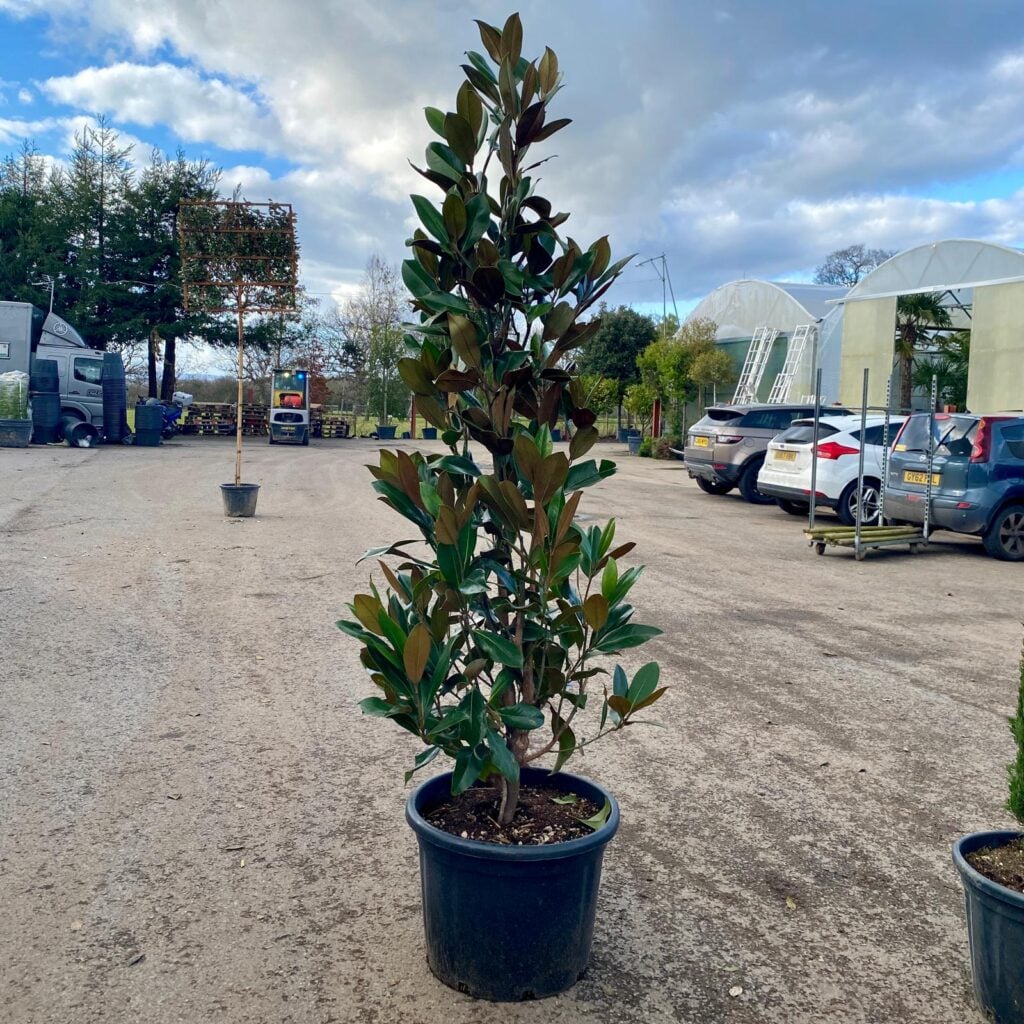 Magnolia grandiflora 'Gallisoniensis' - Image 3