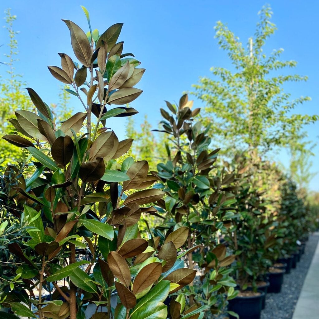 Magnolia grandiflora 'Gallisoniensis'