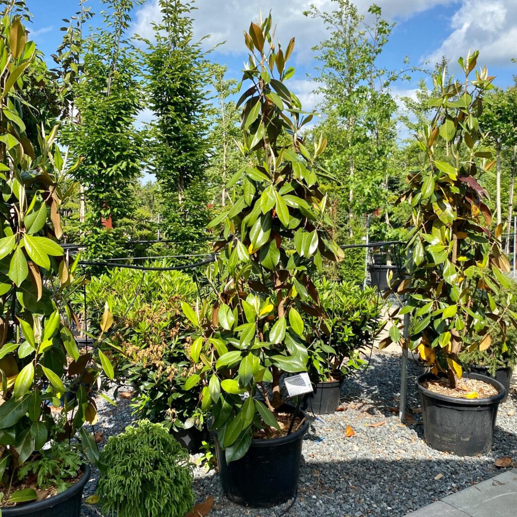 Magnolia grandiflora 'Gallisoniensis' - Image 2