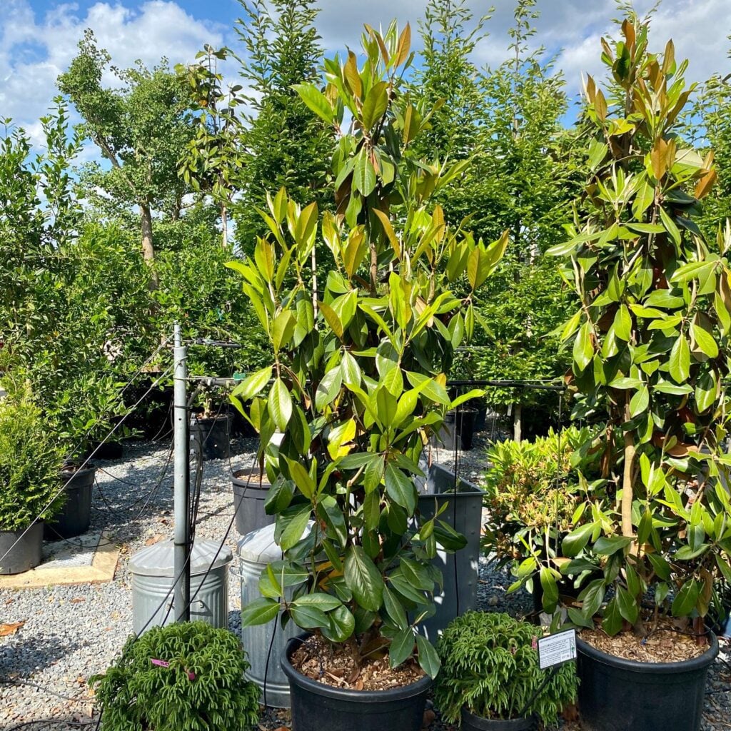 Magnolia grandiflora 'Gallisoniensis' - Image 4