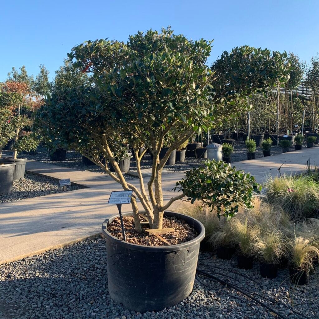 Osmanthus heterophyllus 'Niwaki' - Image 2