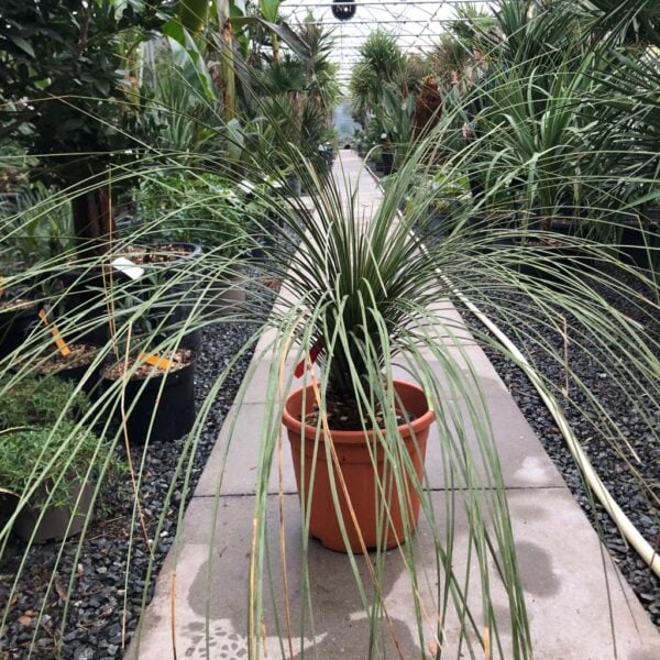 Dasylirion quadrangulatum