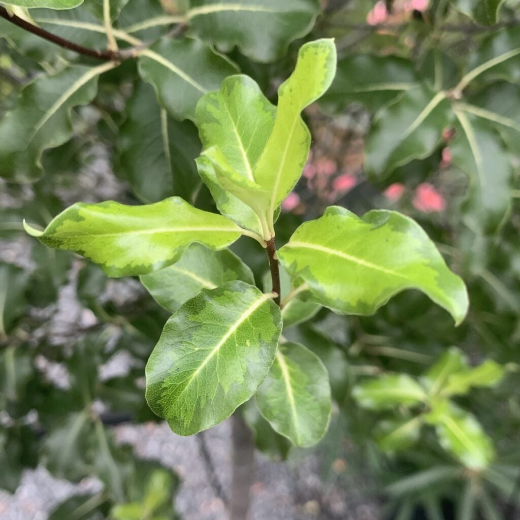 Pittosporum tenuifolium ‘Tandara Gold’