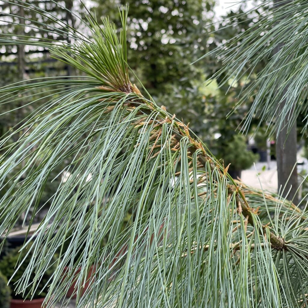Pinus wallichiana - Image 4