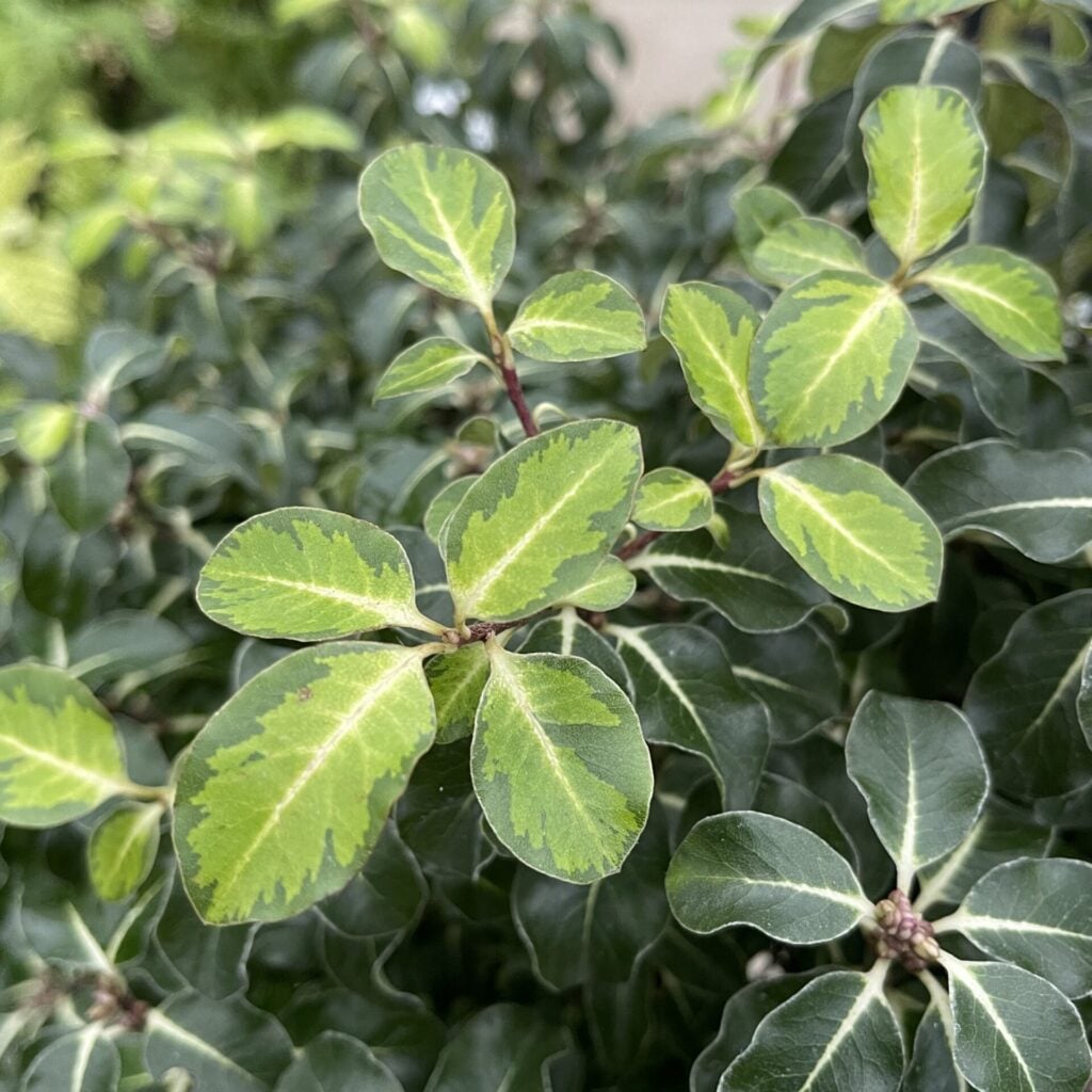 Pittosporum tenuifolium 'Gold Star'
