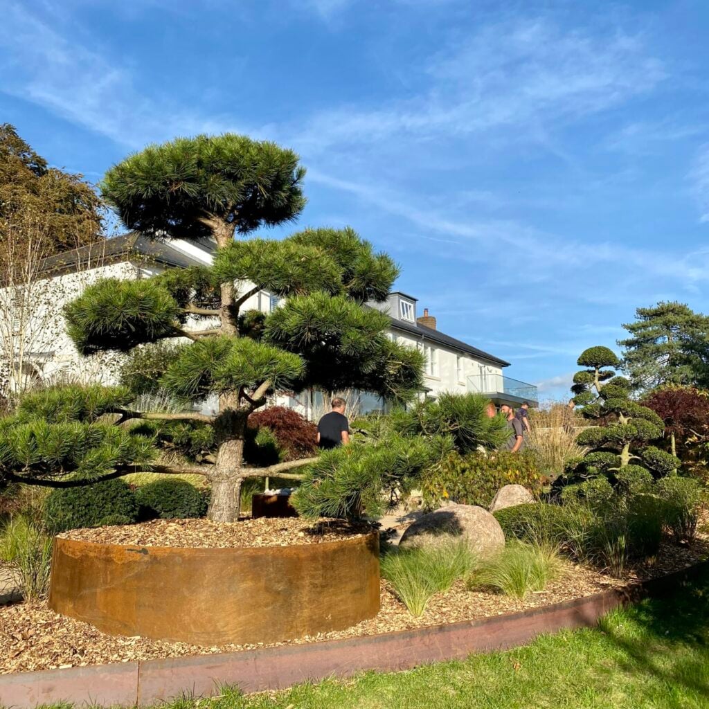 Pinus nigra - Niwaki (TH1, BR1)