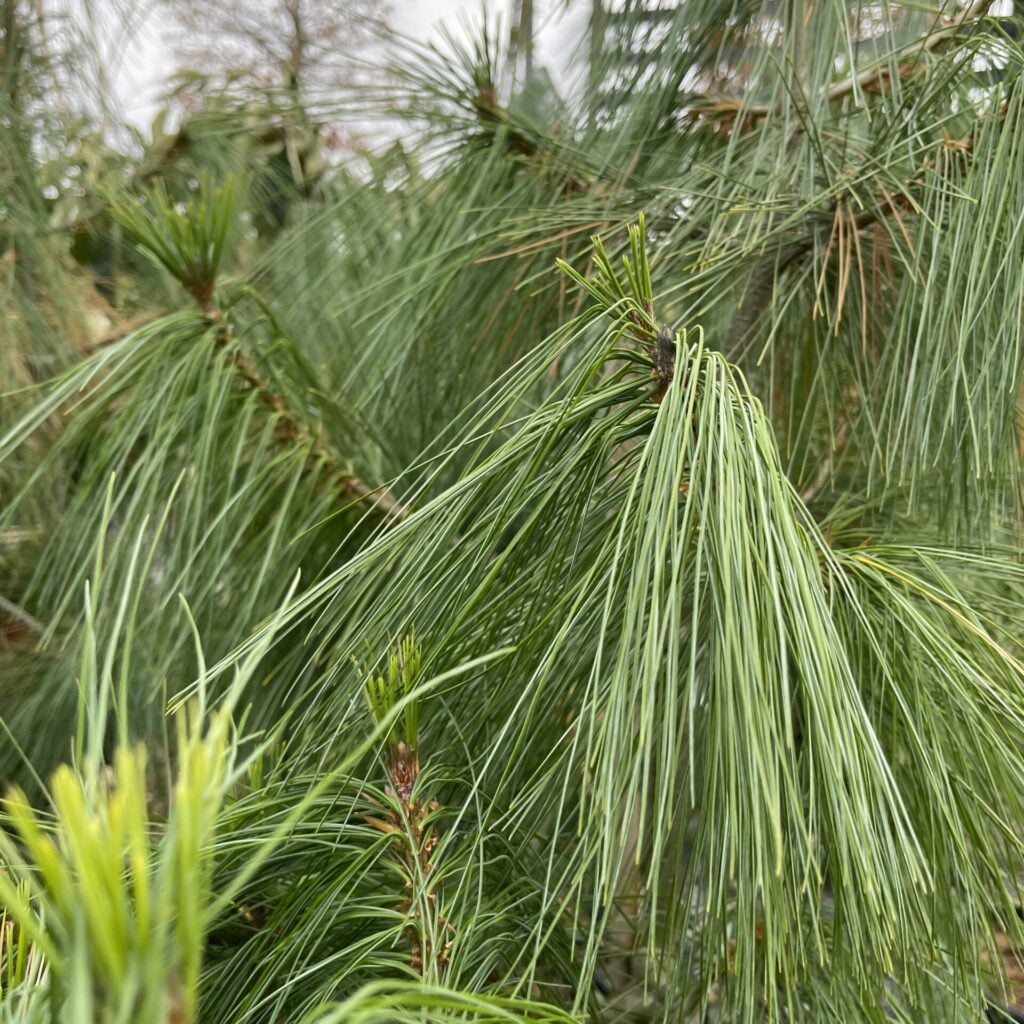 Pinus wallichiana - Image 2