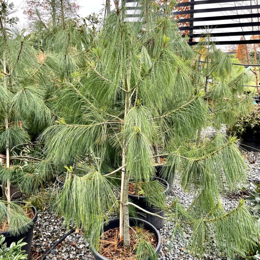 Pinus wallichiana
