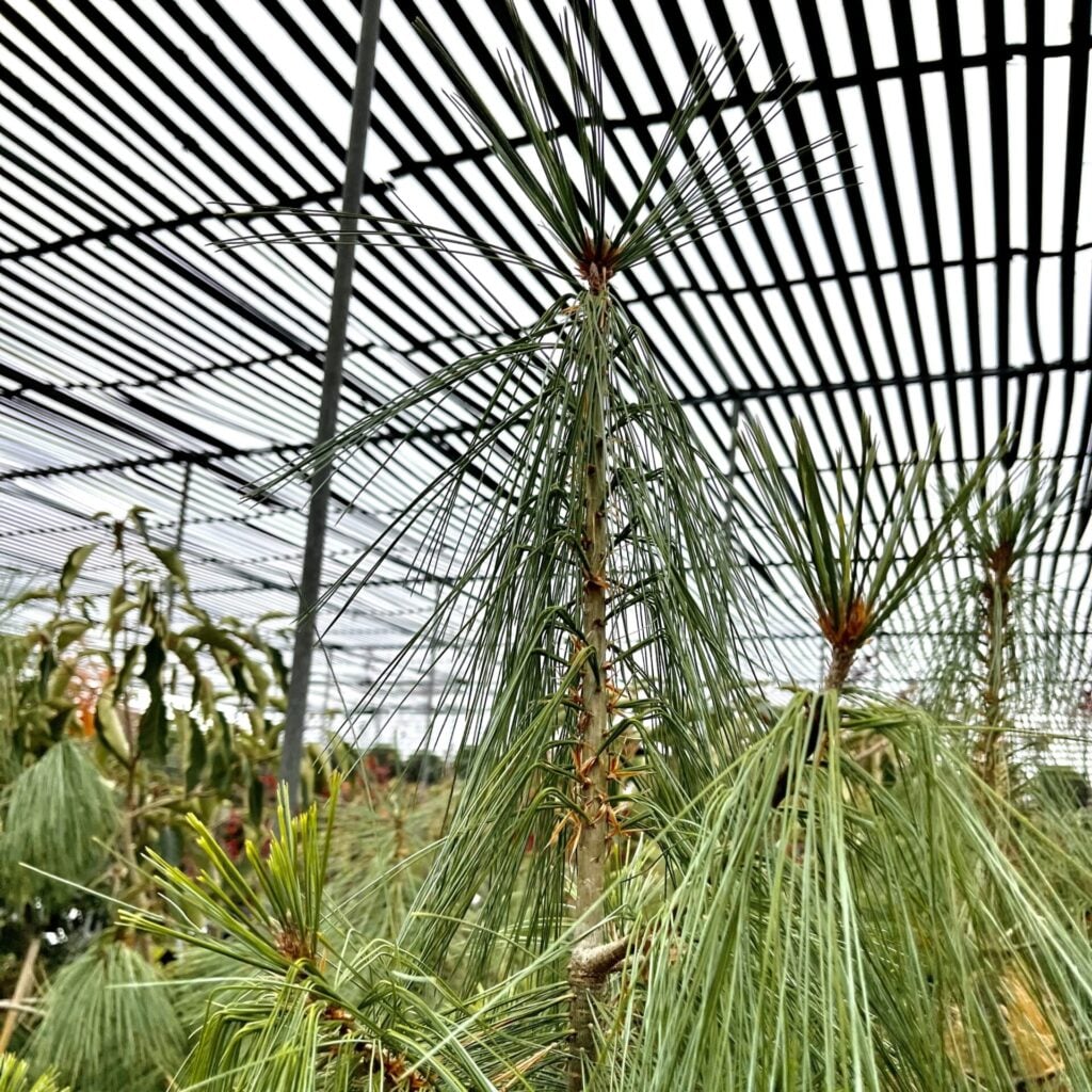 Pinus wallichiana - Image 3