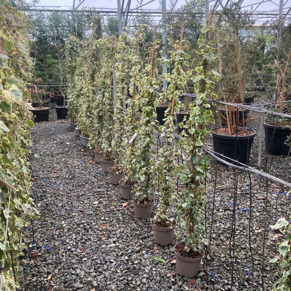 Hedera helix marginata 'Elegantissima' - Image 2