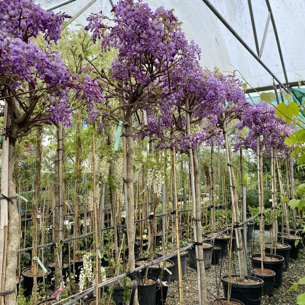 Wisteria brachybotrys 'Yokohama Fuji' - Standards.