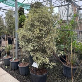 Pittosporum tenuifolium 'Elizabeth' - Multi Stem