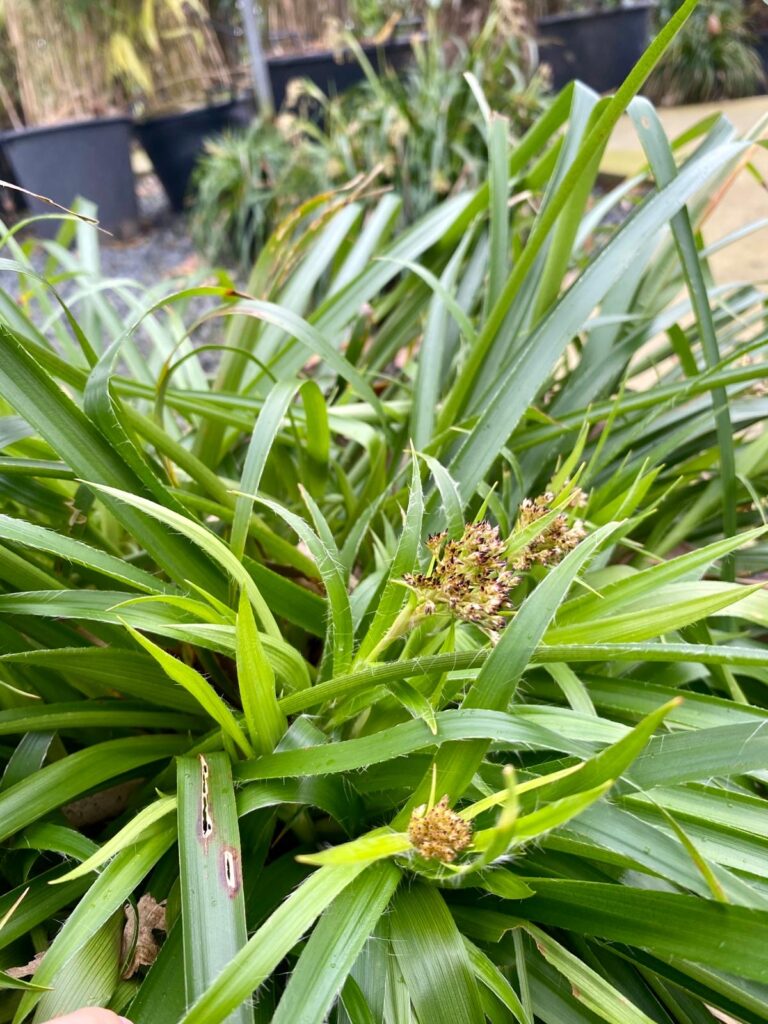 Luzula spicata - Image 2