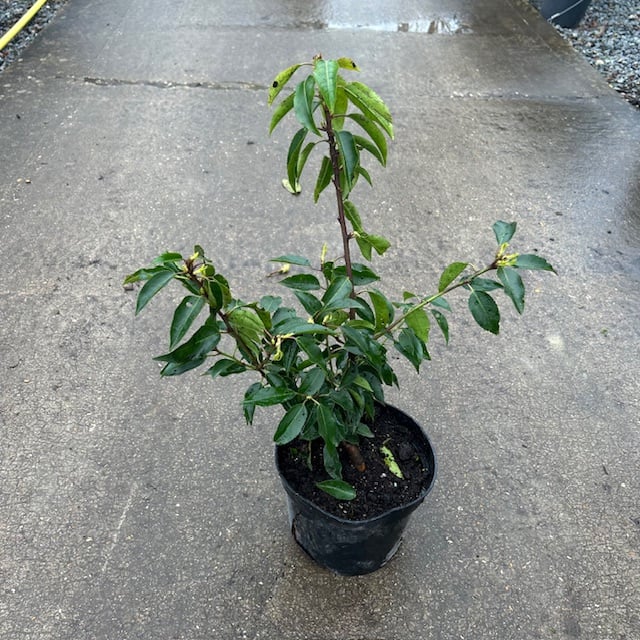 Prunus lusitanica myrtifolia - Hedging - Image 7