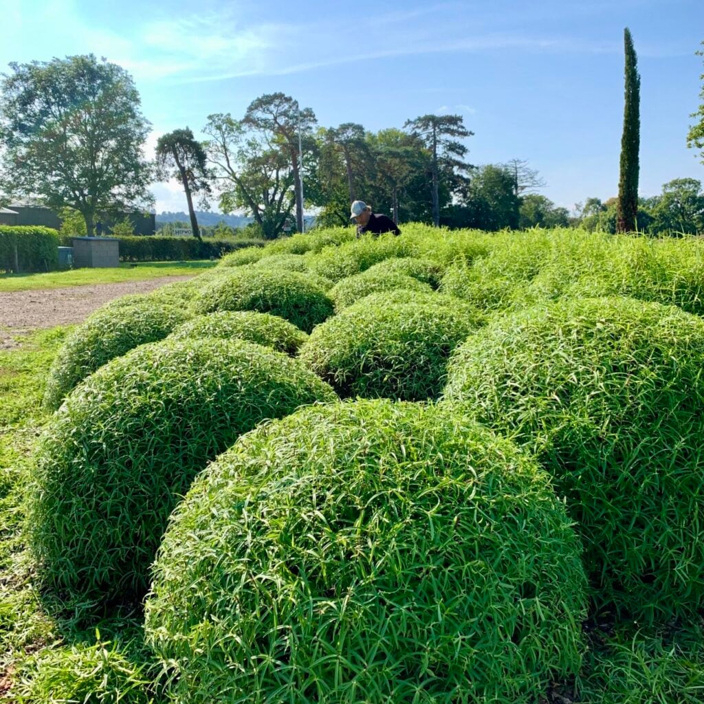Topiary Inspiration Mood Board