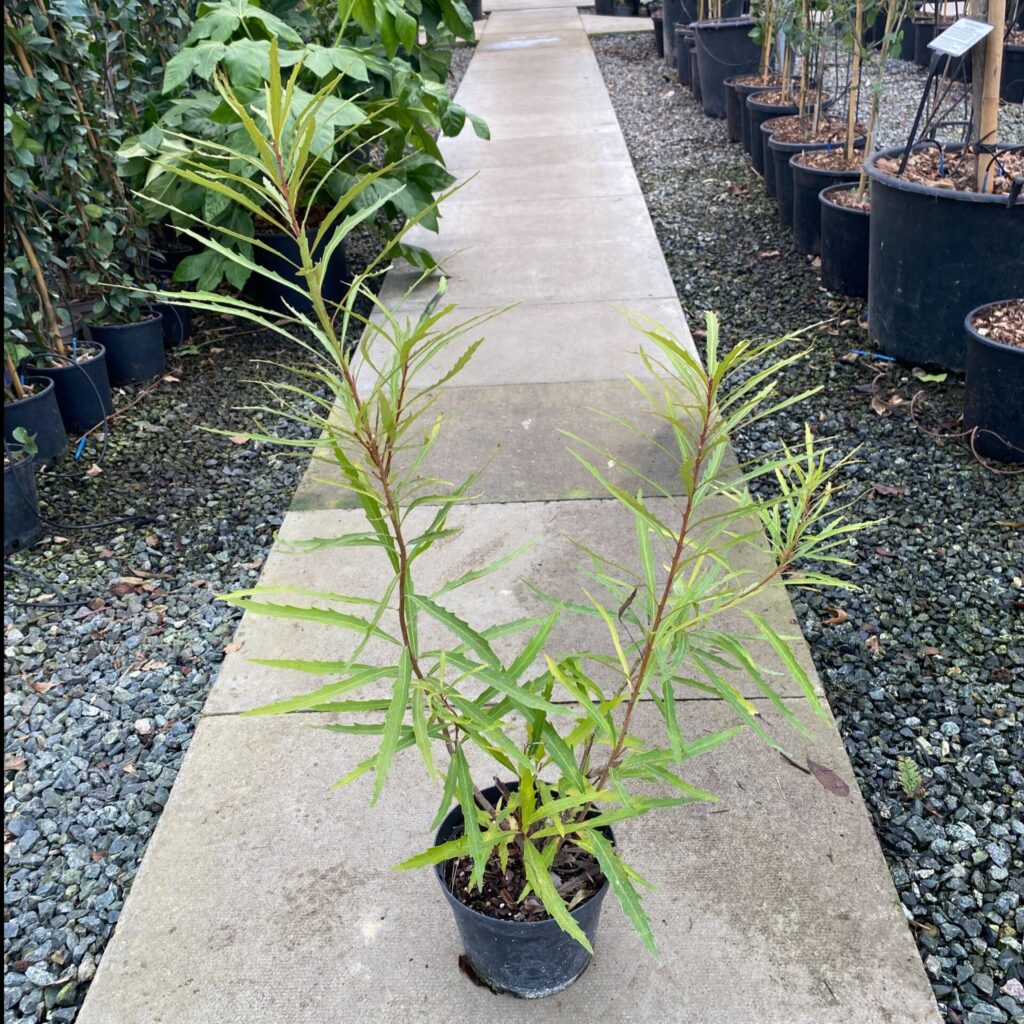 Lomatia myricoides