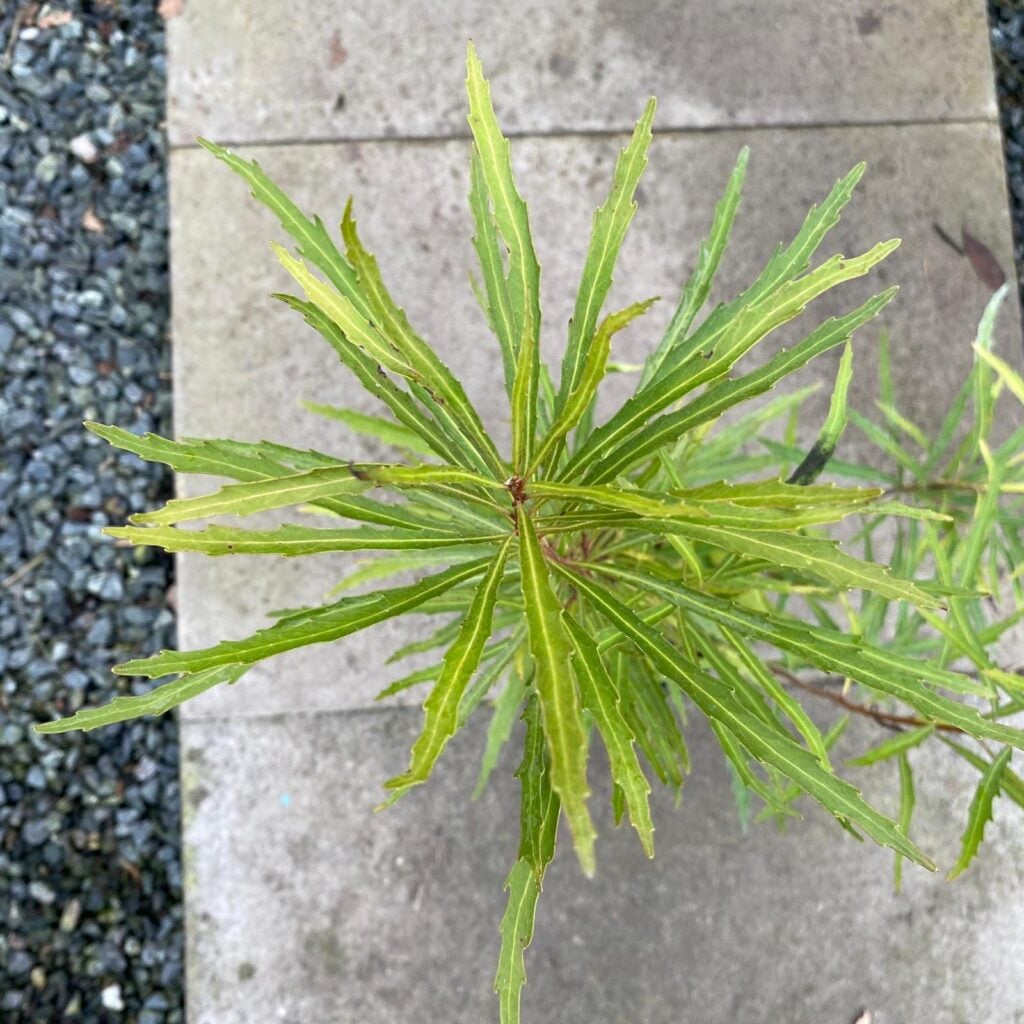 Lomatia myricoides - Image 2