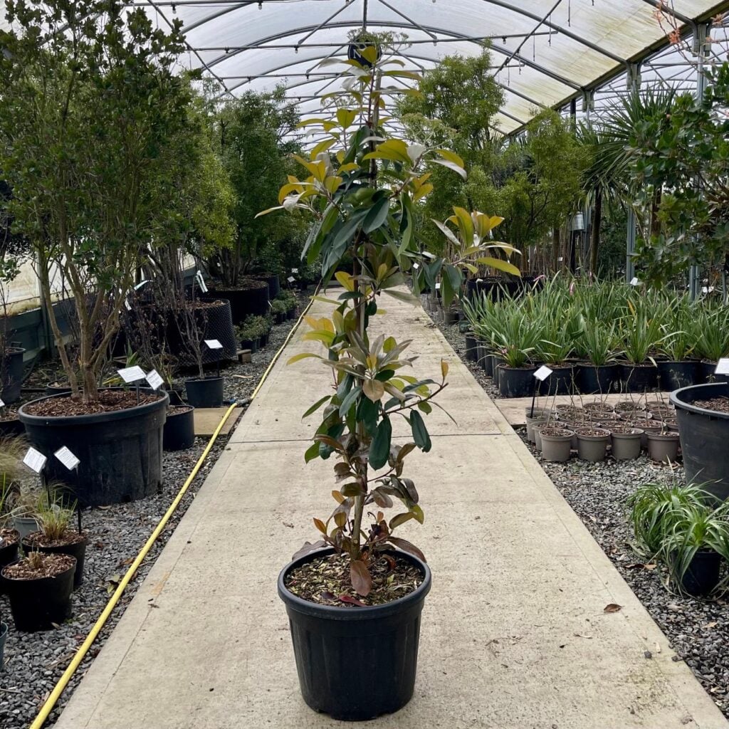 Photinia serrulata.