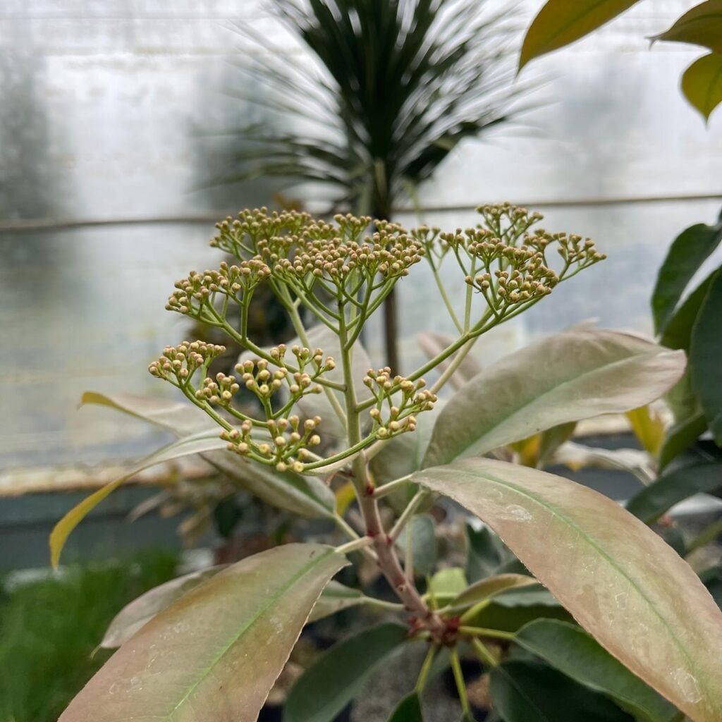 Photinia serrulata. - Image 3