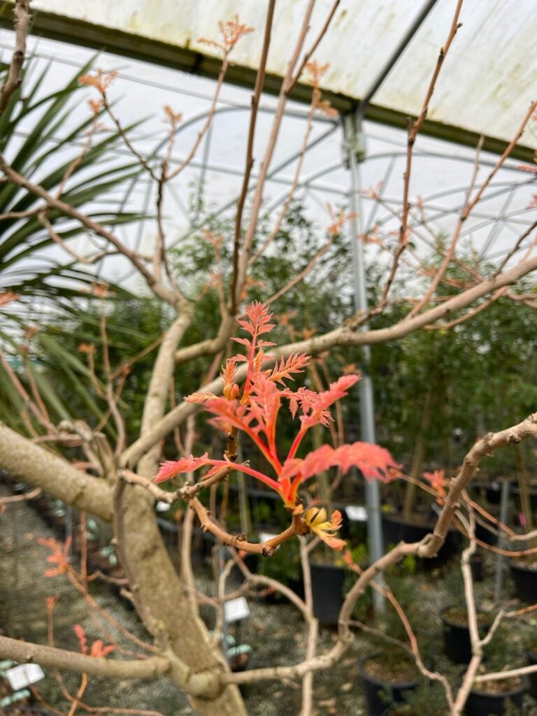 Koelreuteria paniculata 'Coral Sun' - Image 3