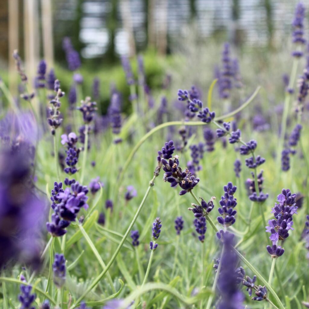 Lavandula x intermedia 'Phenomenal'