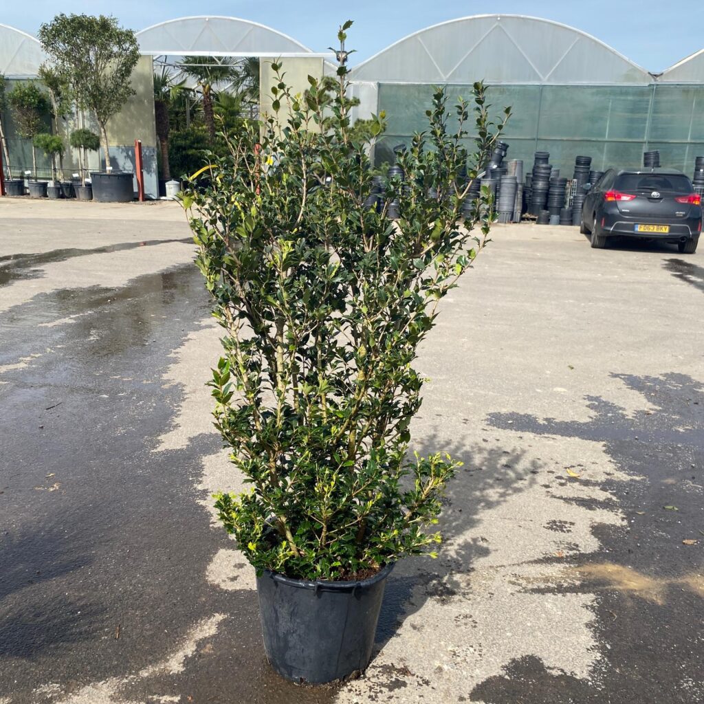 Osmanthus heterophyllus – Hedging - Image 2
