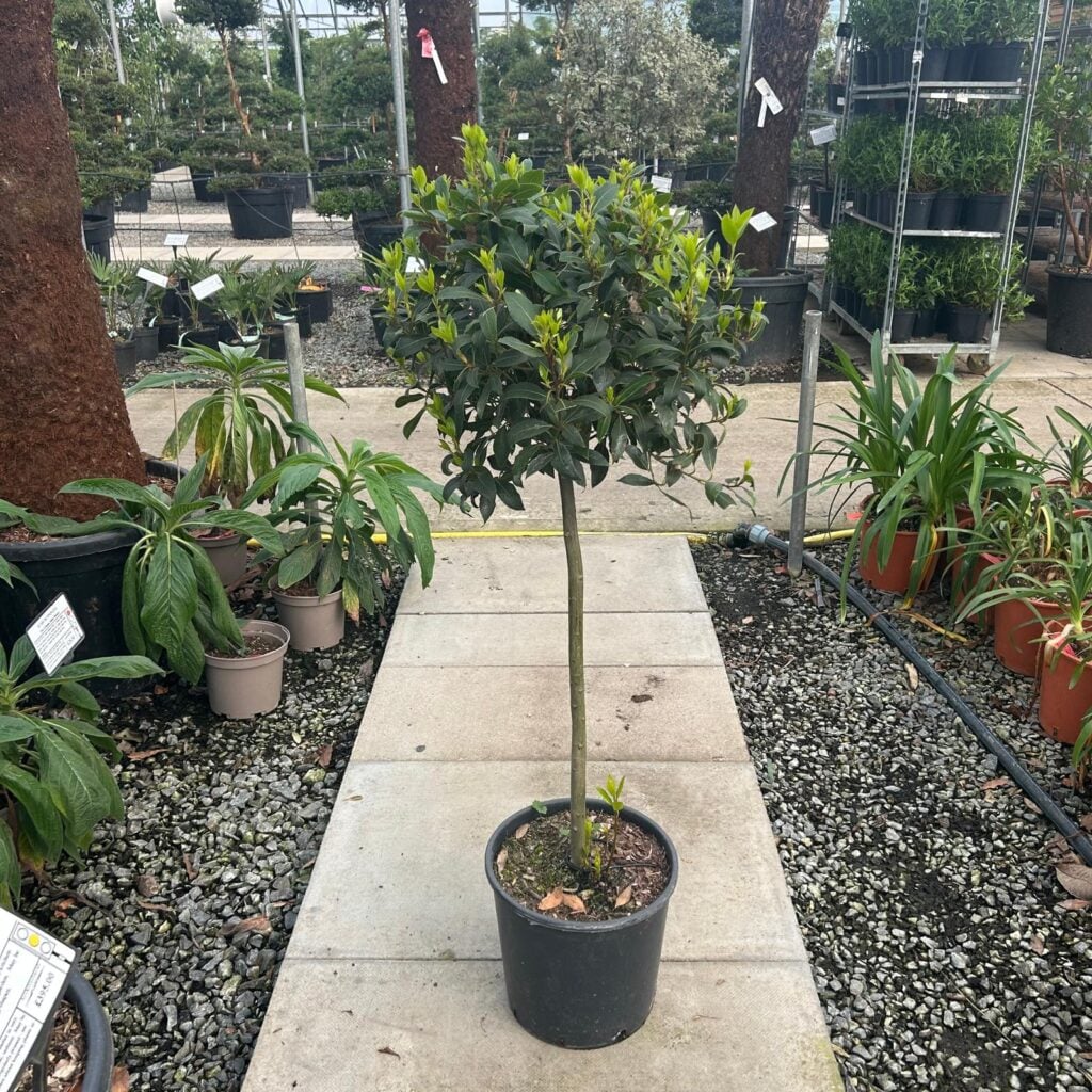 Laurus nobilis - Standards - Image 3