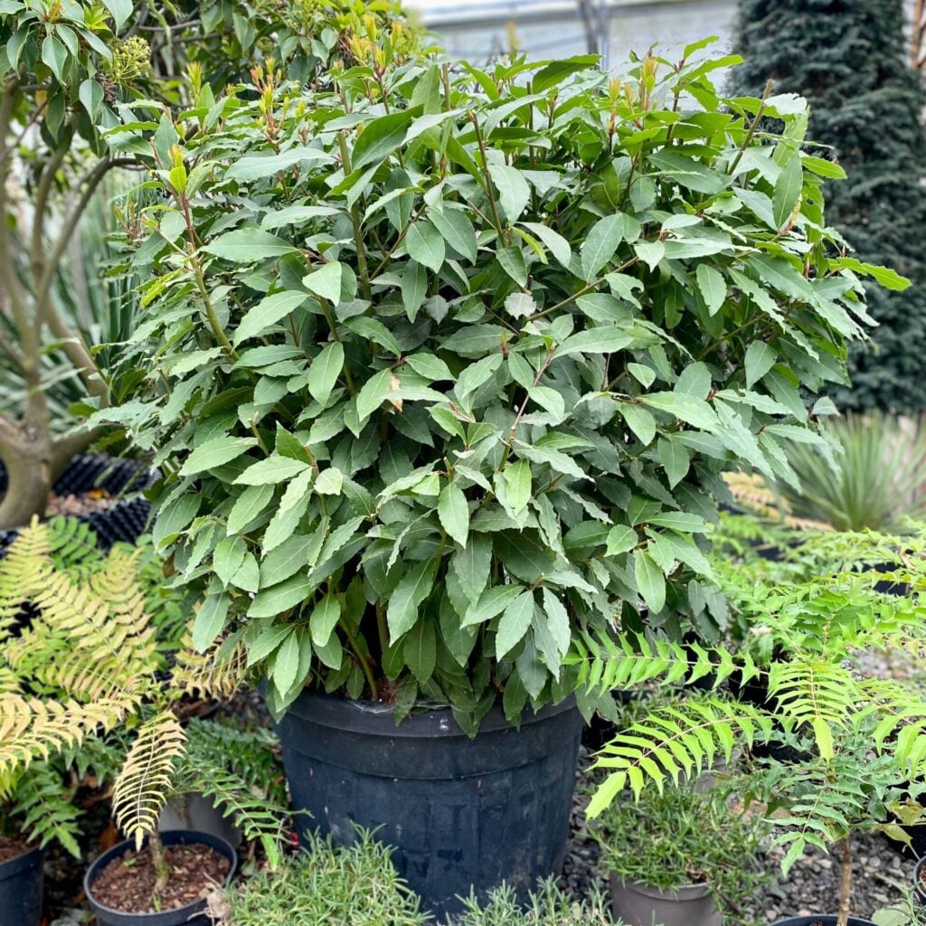 Laurus nobilis - Ball