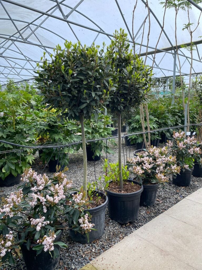 Laurus nobilis - Standards - Image 4