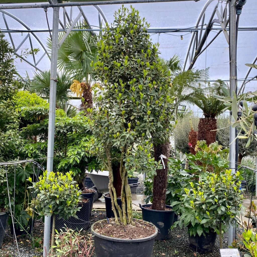 Laurus nobilis - Multi Stems