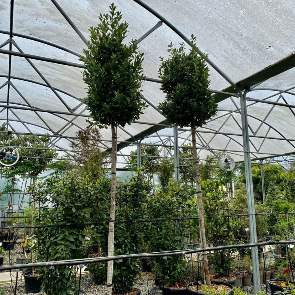 Laurus nobilis - Standards - Image 5