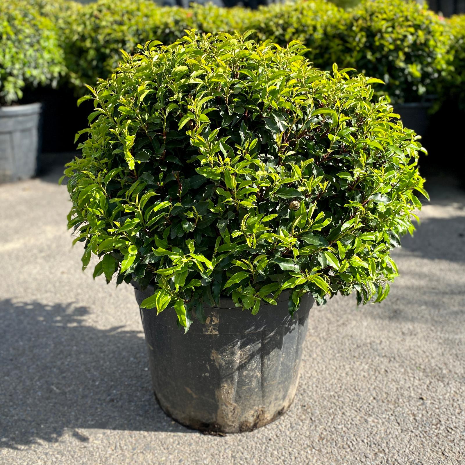 Prunus lusitanica 'Brenelia' - Balls