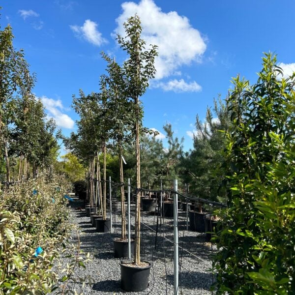 Prunus lusitanica 'Brenelia' - Standards (V1,CAV1)