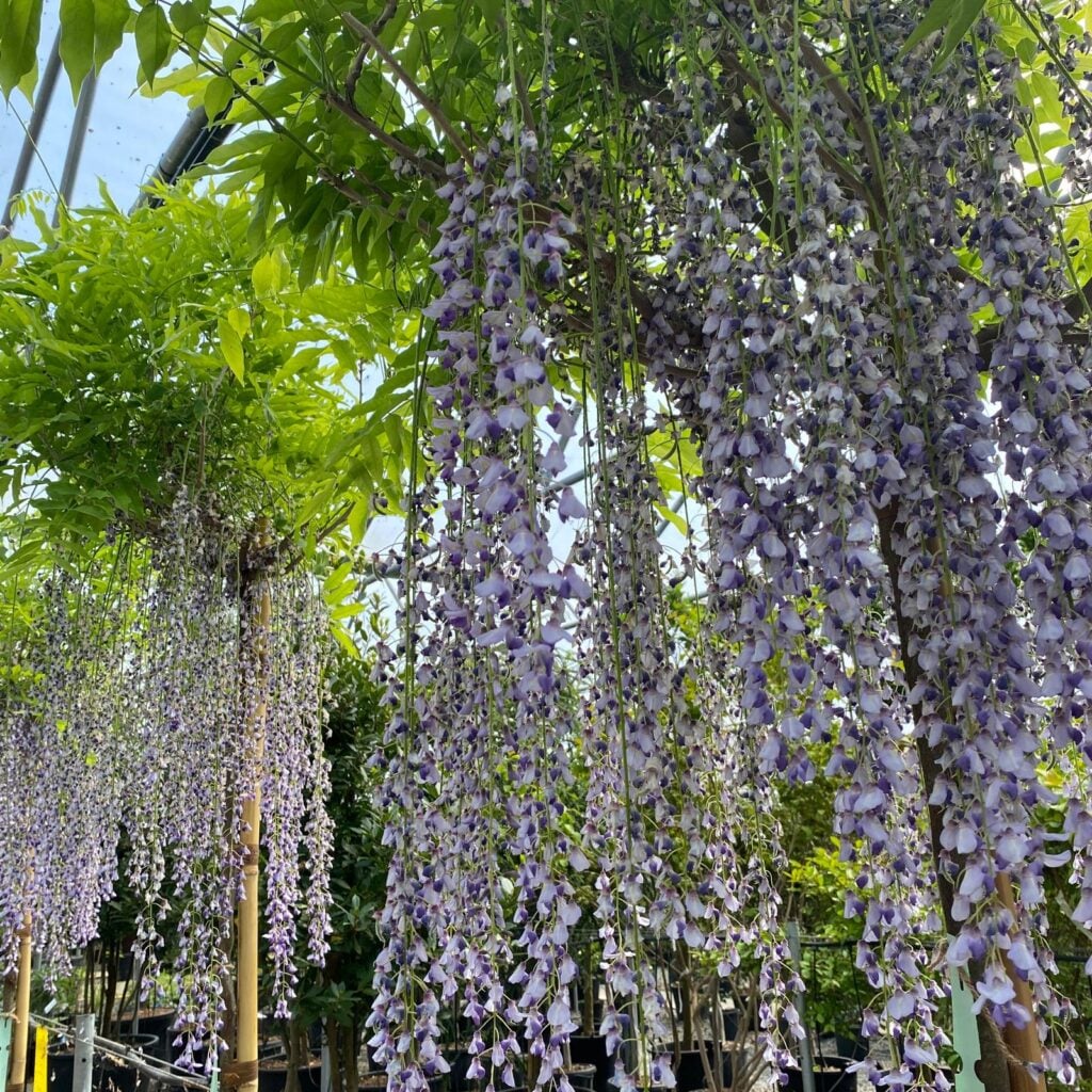 Wisteria floribunda