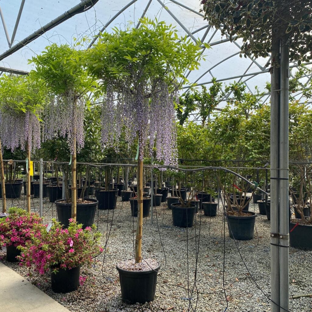 Wisteria floribunda - Standard - Image 2