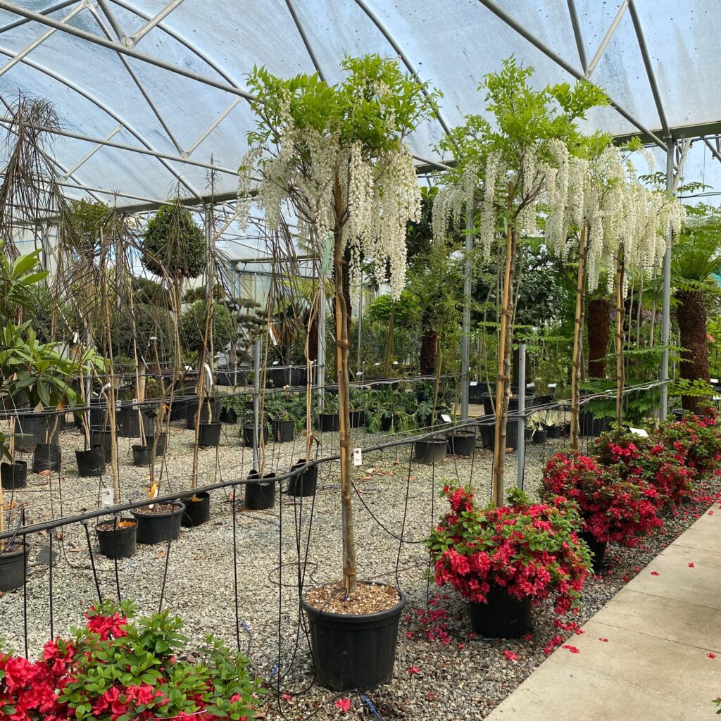 Wisteria floribunda 'Longissima Alba' - Standard