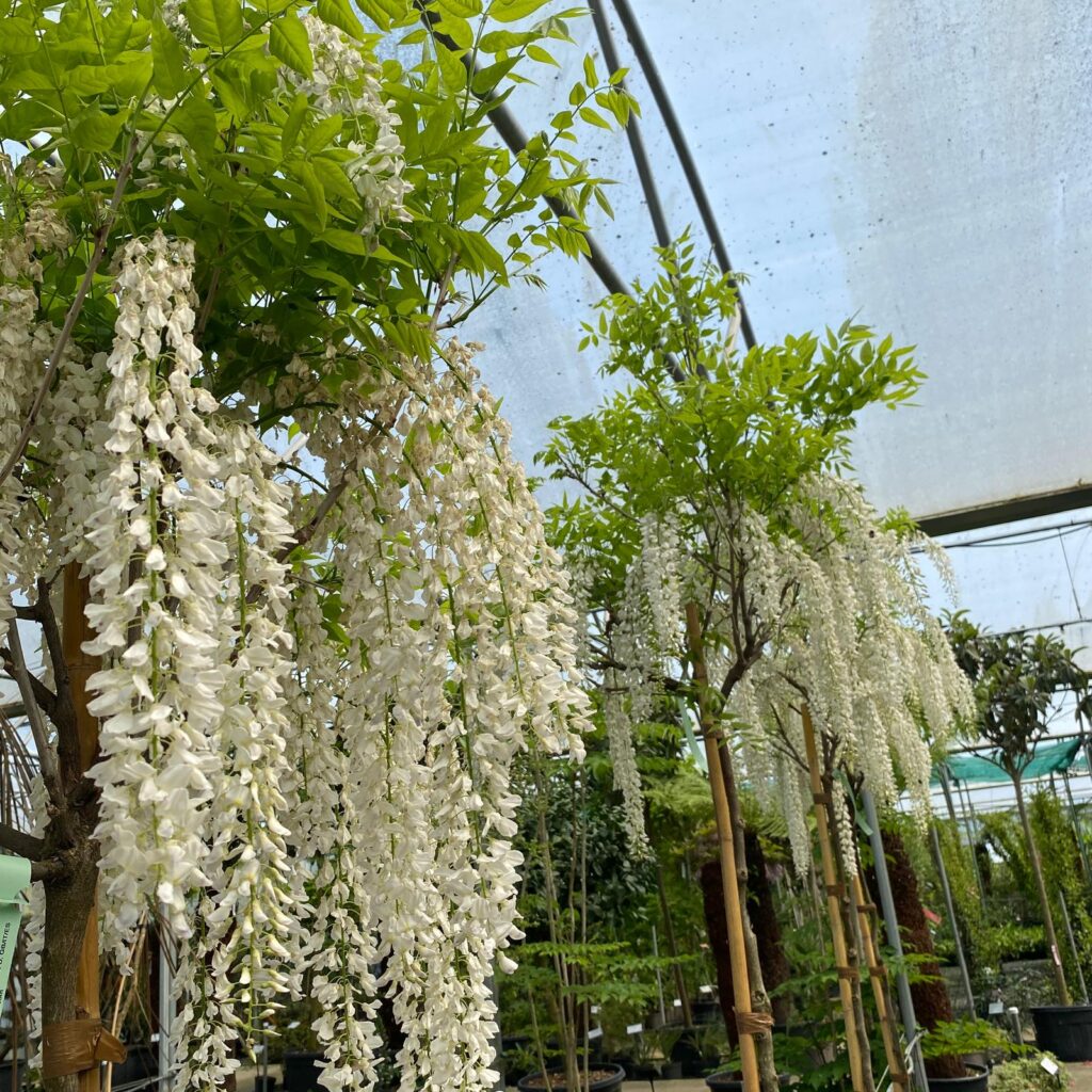 Wisteria floribunda 'Longissima Alba' - Standard - Image 2