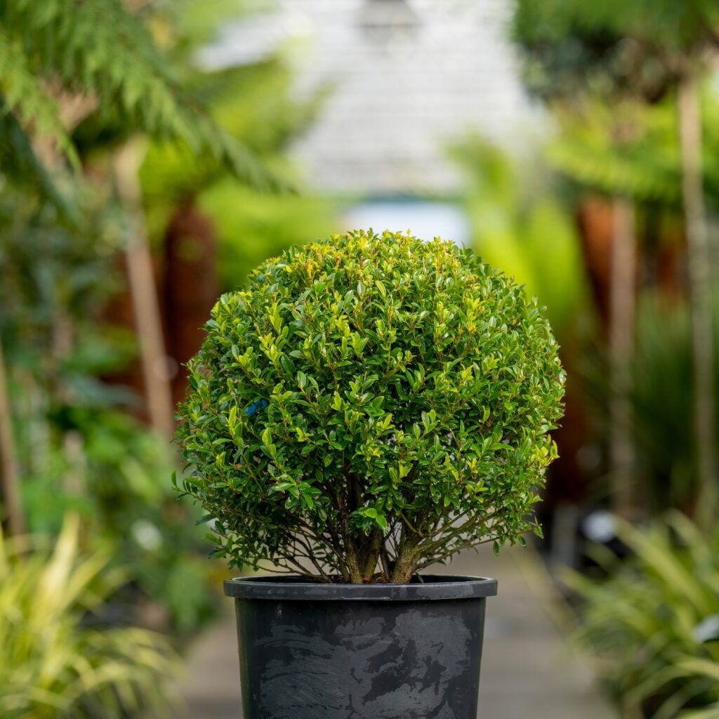 Topiary Inspiration Mood Board