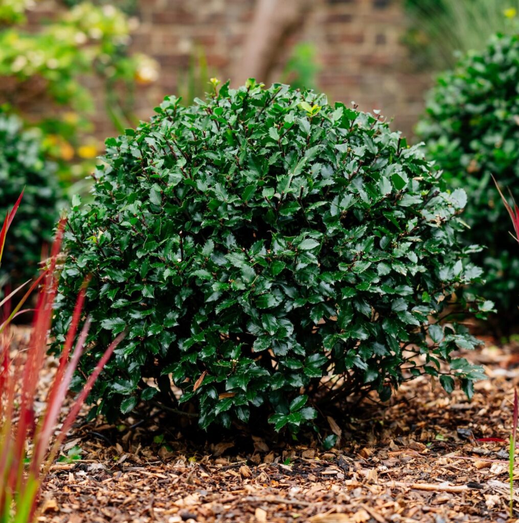 Ilex X Merserveae 'Blue Prince'