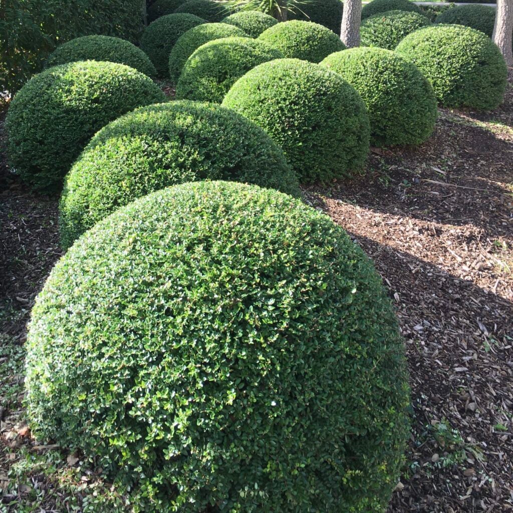 Topiary Inspiration Mood Board